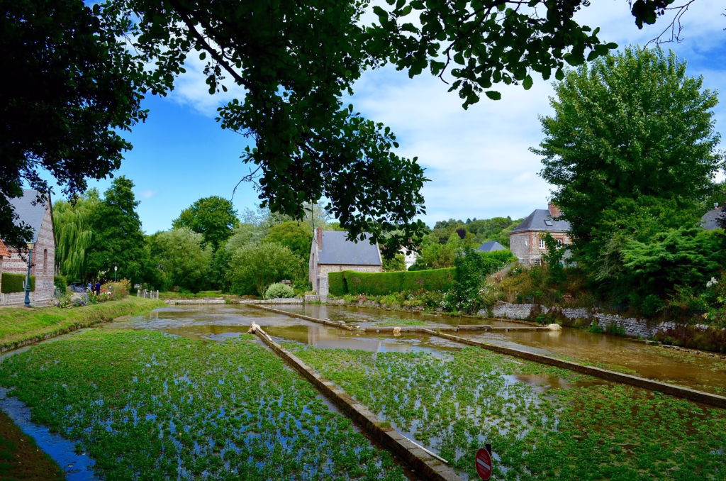 Les cressonnières le long de la Veules