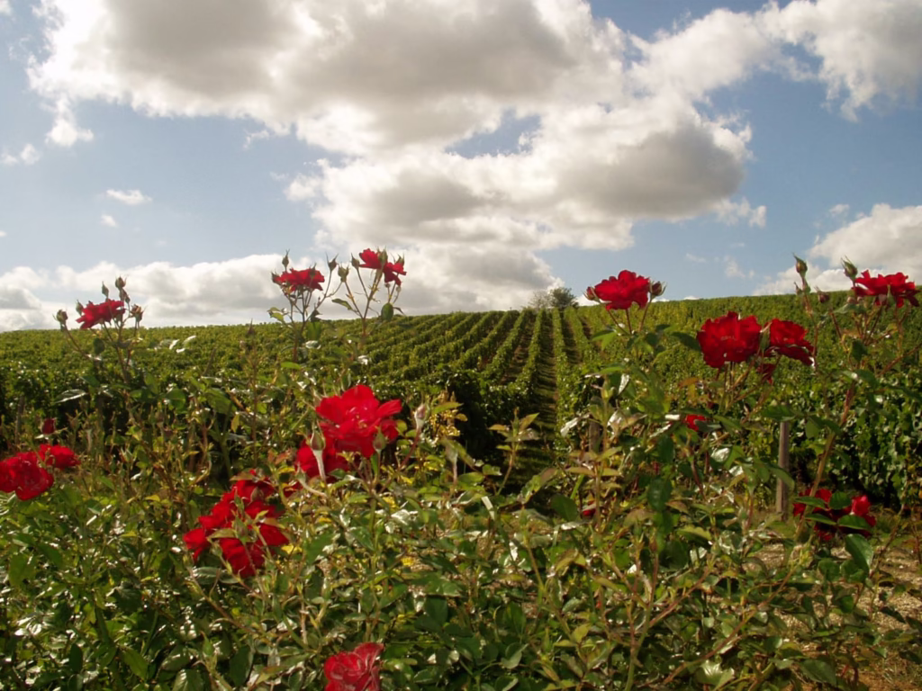 Le vignoble de Sancerre au pied de la colline