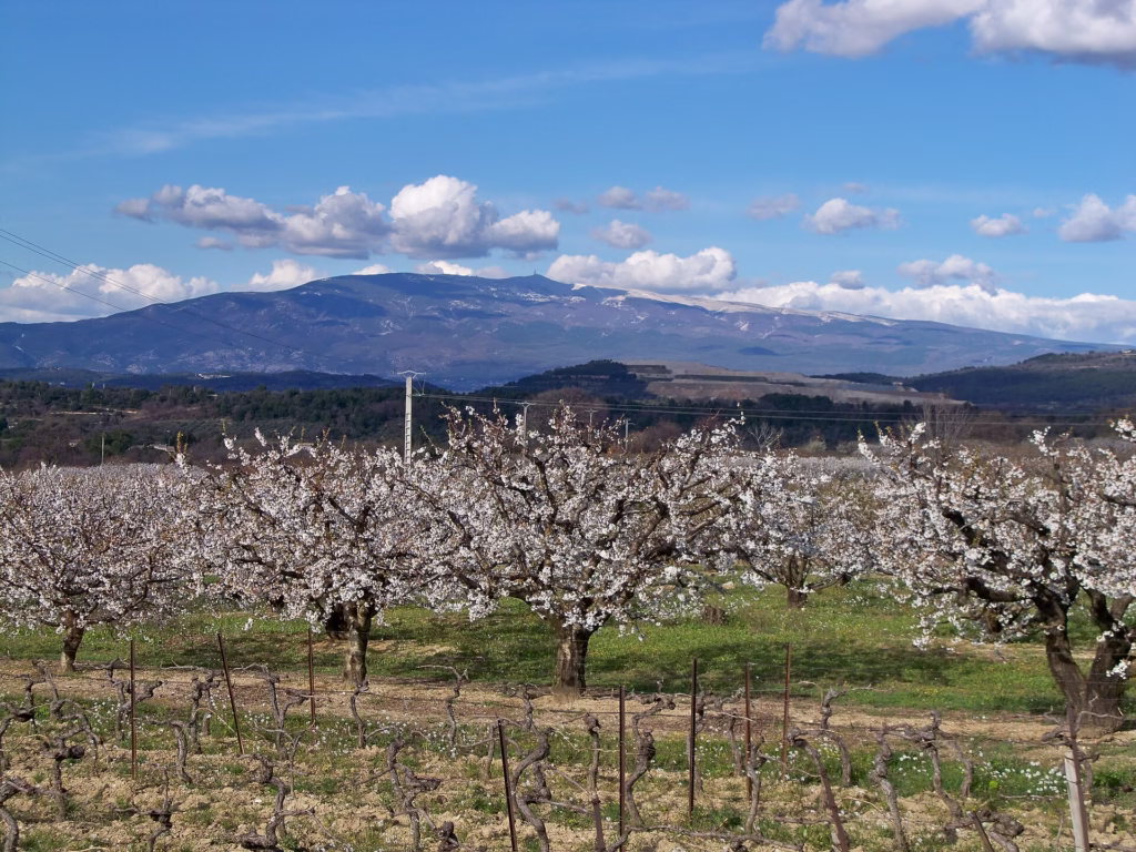 Cerisiers en fleur et mont Ventoux près de Venasque